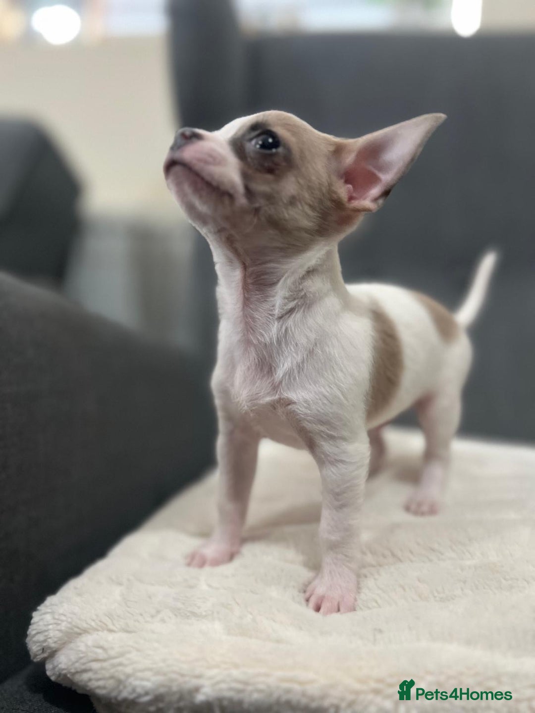 Chihuahua dogs for sale: 5Stunning tiny Smooth coat 🍏head chihuahua puppys - Image 13