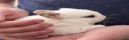 Mixed Breed rabbits for sale: Beautiful babies looking for forever families - Advert 5