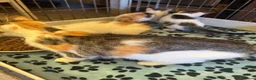 Mixed Breed cats for sale: Kittens mixed litter - Advert 1