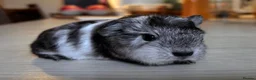 Guinea Pig rodents for sale: Swiss Baby Boy  - Advert 5