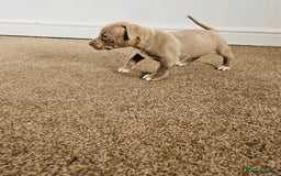 American Bully dogs for sale:  Medium Bully Puppies–XL are banned, these are NOT - Image 6