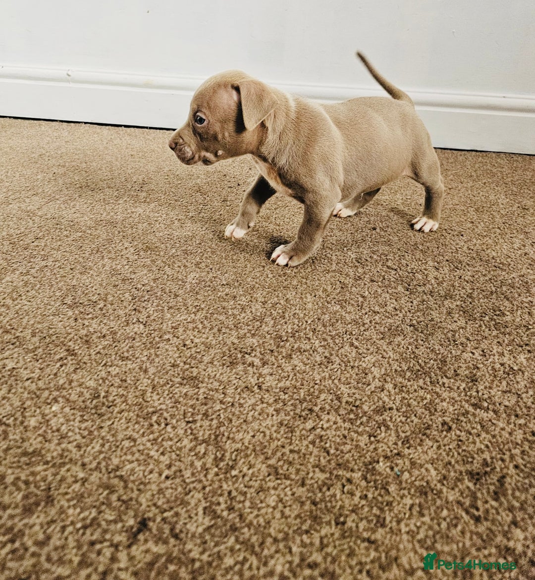 American Bully dogs for sale:  Medium Bully Puppies–XL are banned, these are NOT - Image 6