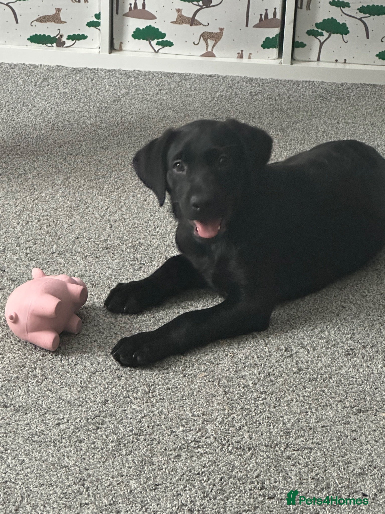 Labrador Retriever dogs Beautiful Black Labrador Retriever - Advert 14