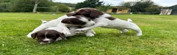 English Springer Spaniel dogs for sale: Stunning KC registered Springer Spaniel pups in Grantown-on-Spey - Advert 10