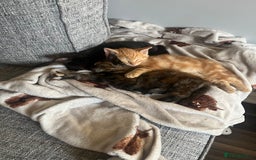 Mixed Breed cats for sale: X2 male kittens looking for their forever home - Image 7