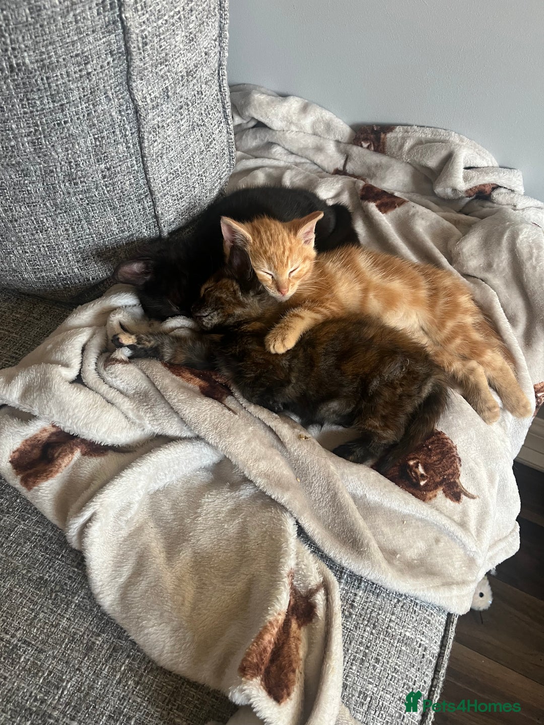 Mixed Breed cats for sale: X2 male kittens looking for their forever home - Image 7