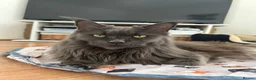 Maine Coon cats for sale: Rehoming - Advert 2