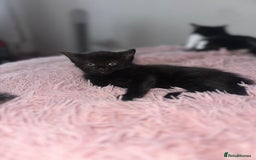 Domestic Shorthair cats for sale: 3 beautiful kittens  - Image 4
