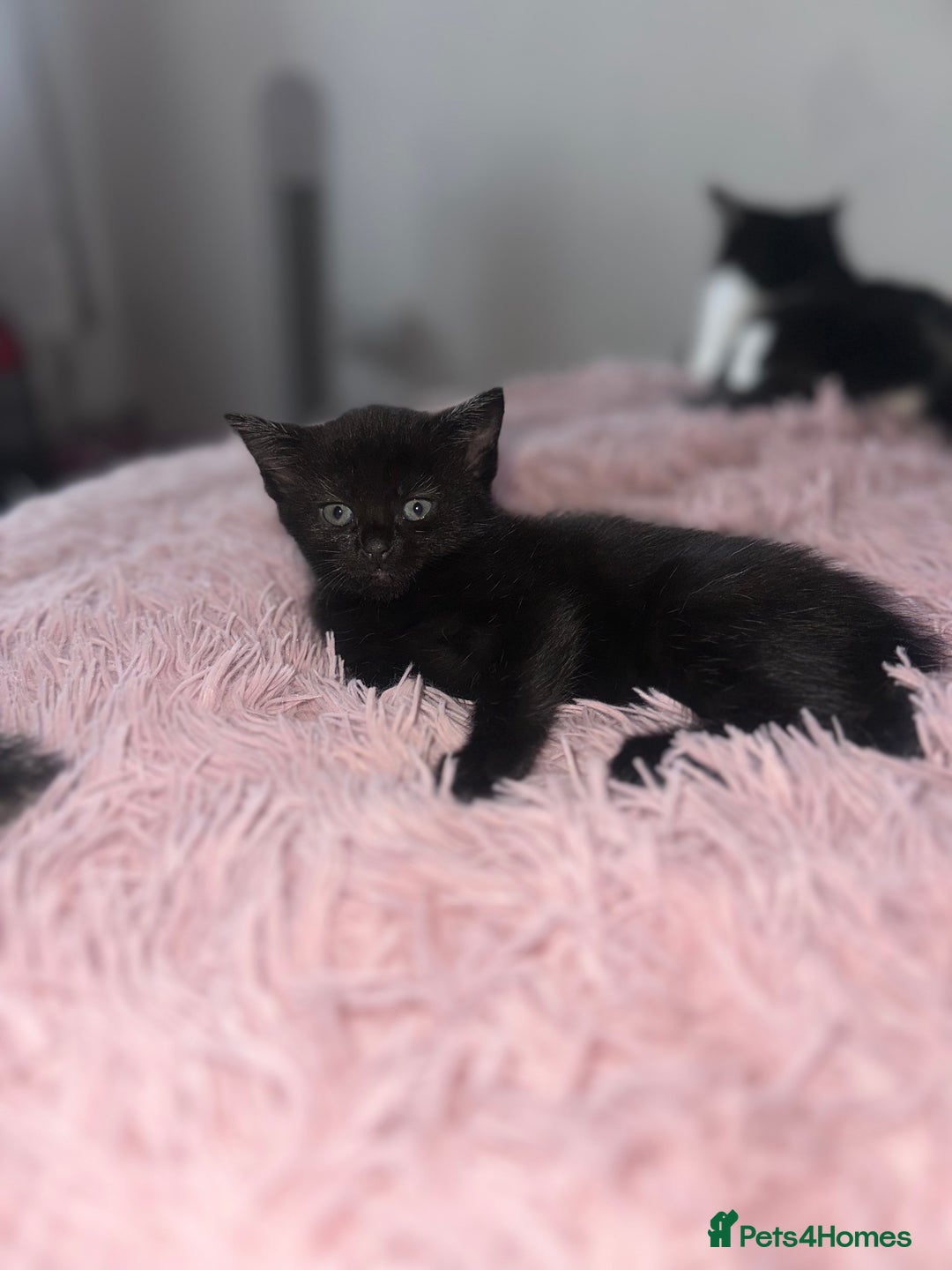 Domestic Shorthair cats for sale: 3 beautiful kittens  - Image 4