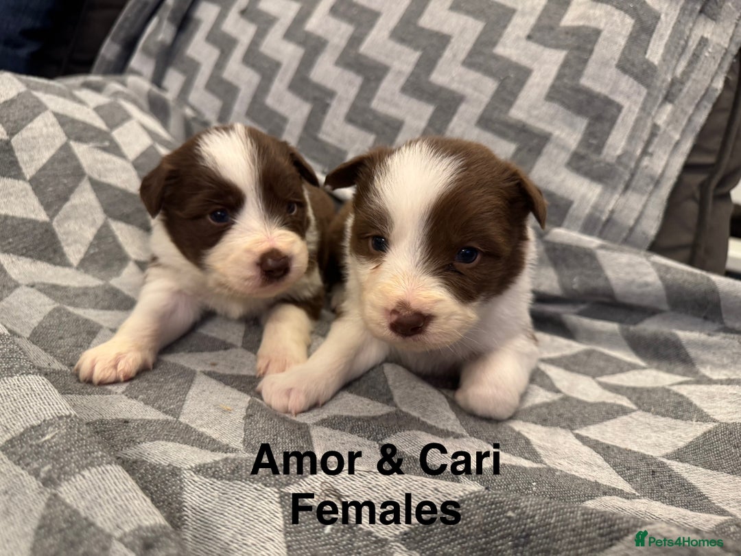 Border Collie dogs for sale: KC Reg (Pending) Border Collie Puppies For Sale - Advert 23