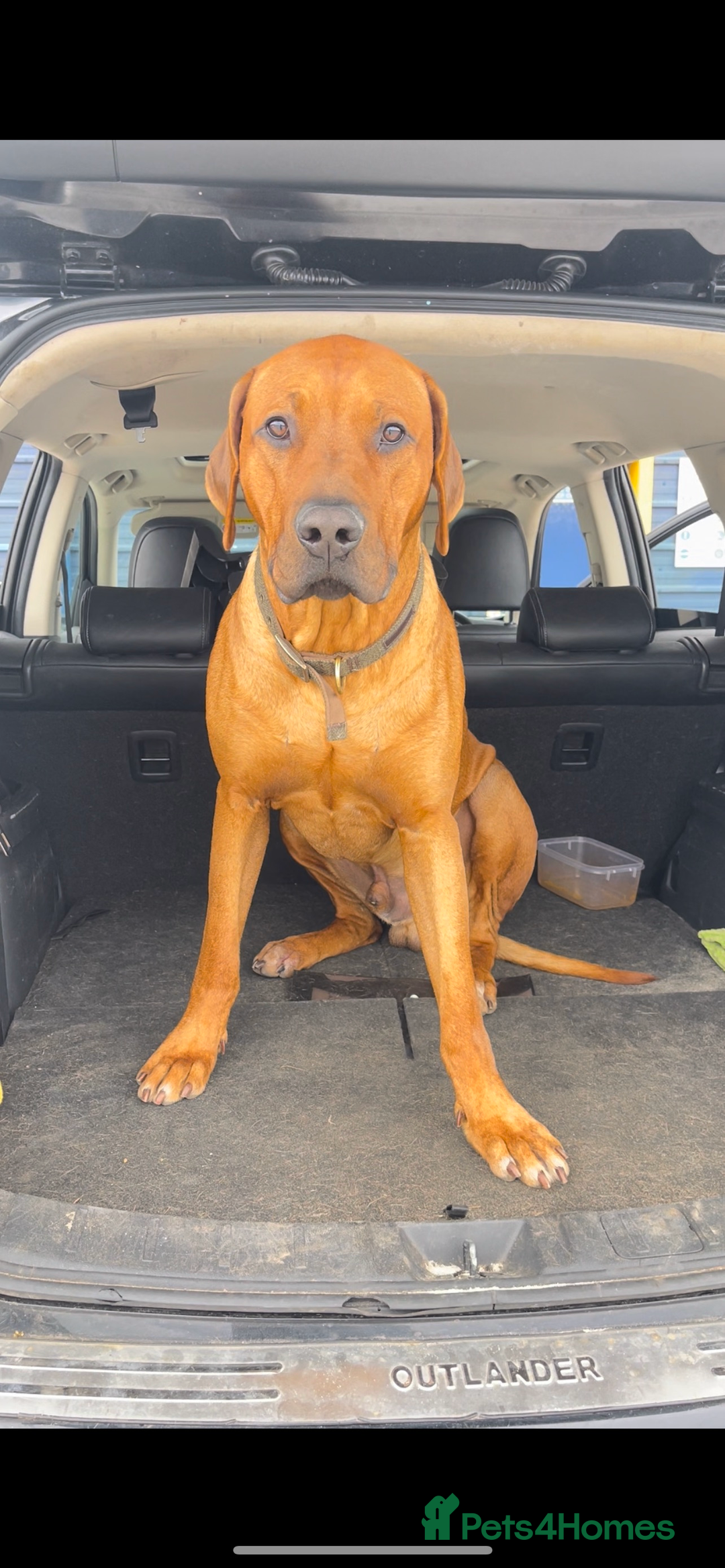 Rhodesian Ridgeback dogs for stud: Stud Rhodesian Ridgeback Stanley.  - Image 13