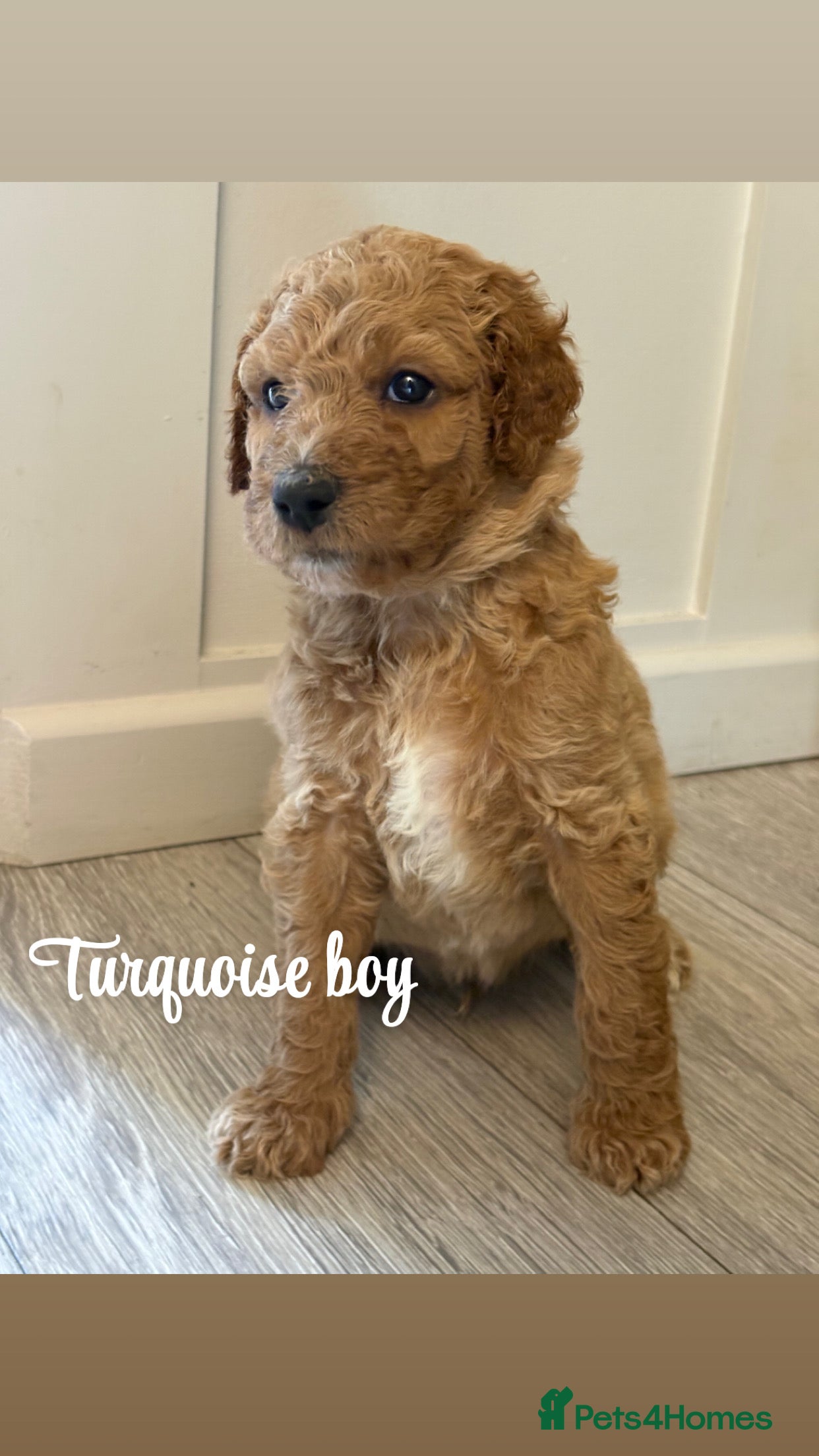 Goldendoodle dogs F1bb goldendoodle puppies  - Advert 2