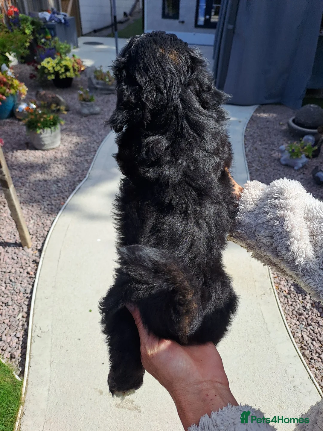 Lhasapoo dogs for sale: Lhasapoo Puppies  - Advert 2