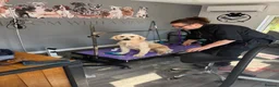 Goldendoodle dogs for sale: GOLDENDOODLE F1 in Mansfield - Advert 9
