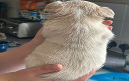 French Bulldog dogs for sale: Furry french bulldogs - Image 8