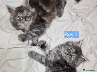 Maine Coon cats 2 mainecoon boys looking for home in Bury - Advert 10