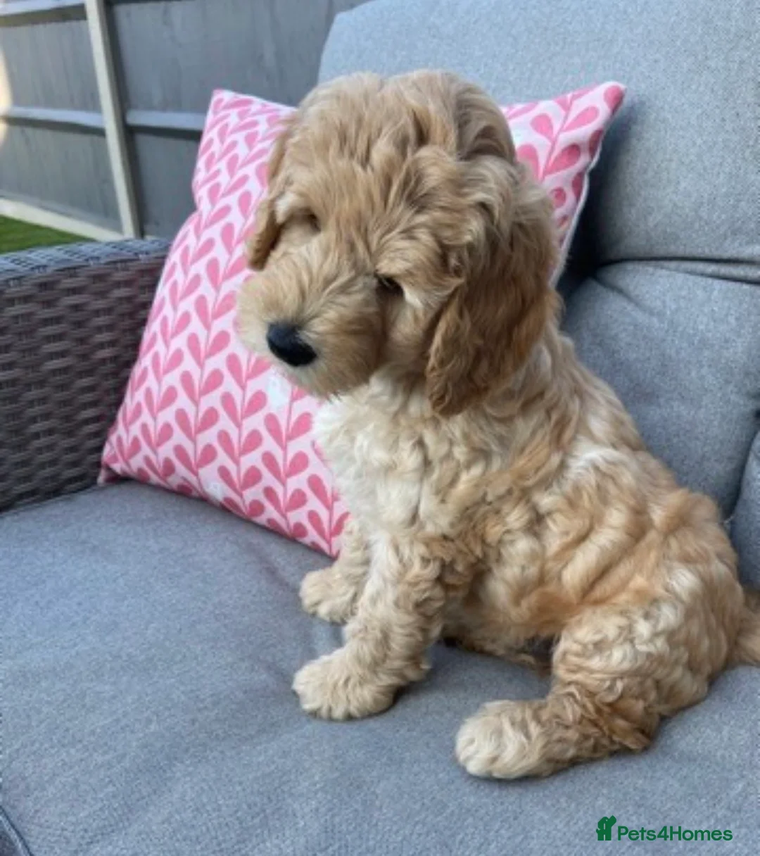 Labradoodle dogs for stud: Australian Labradoodle Stud (Health Tested) in Great Yarmouth - Advert 36