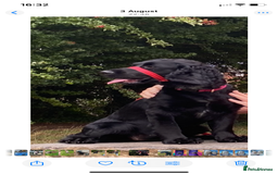 Mixed Breed dogs for sale: Sprocker spaniel cross - Image 8