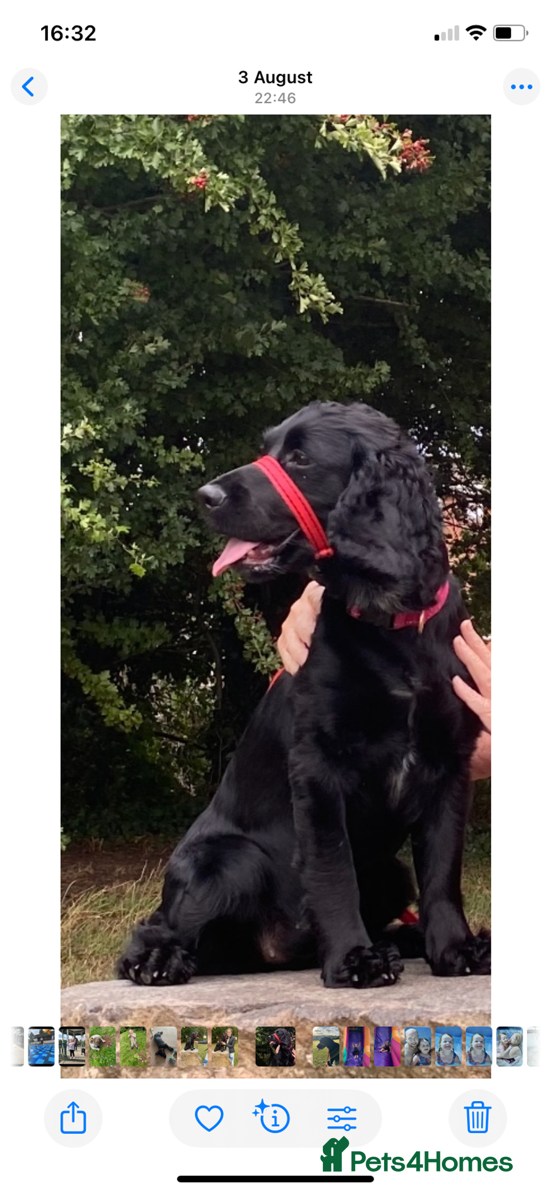 Mixed Breed dogs for sale: Sprocker spaniel cross - Image 8