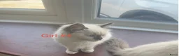 Ragdoll cats for sale: Stunning ragdoll girls for sale  in Grays - Advert 17