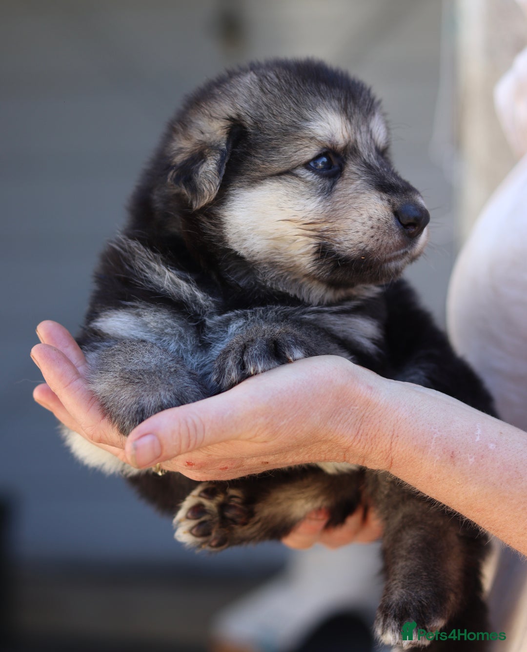 German Shepherd dogs for sale: Adorable GSD pups, straight back line, KC reg - Image 3