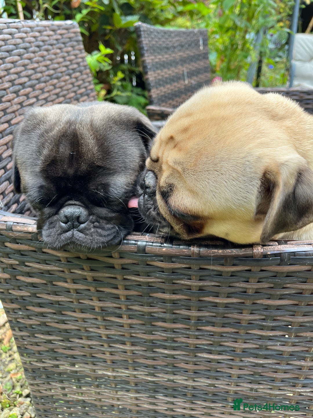 Pug dogs for stud: Jack and Victor -Glaswegian pug brothers for stud - Image 3