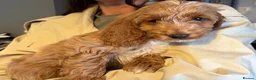Cockapoo dogs for sale: 5 Cockapoo puppies ready now - Advert 6
