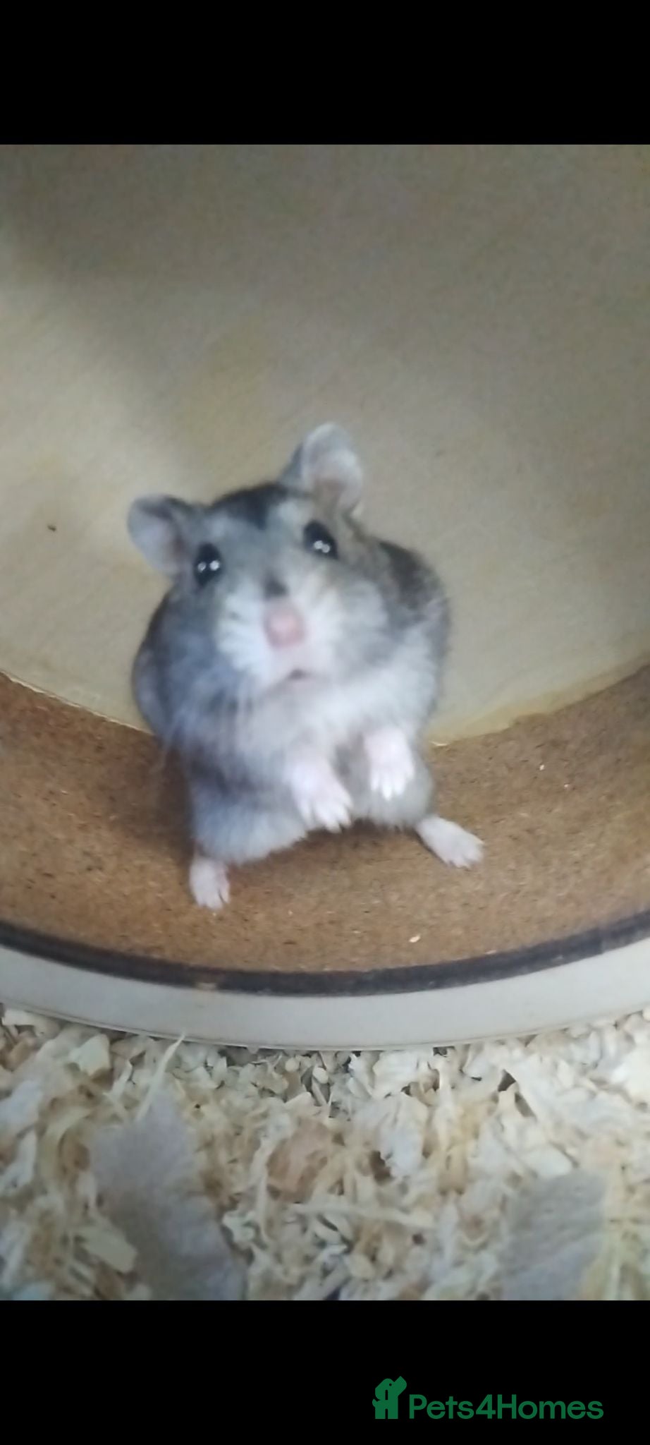 Hamster rodents Puddin - Advert 1