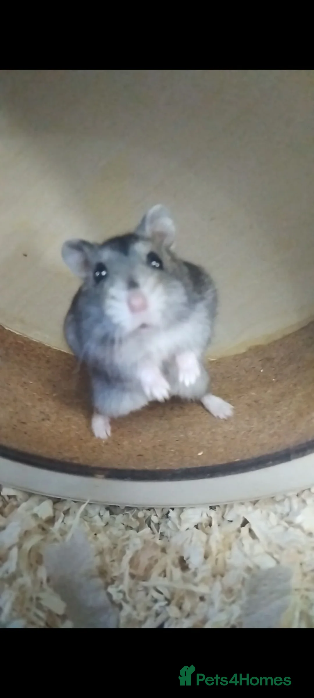 Hamster rodents for sale: Puddin in Heathfield - Advert 1