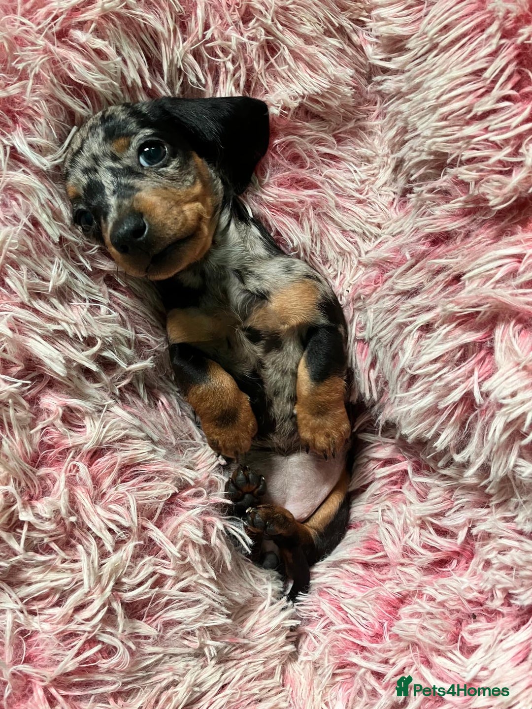 Miniature Dachshund dogs for sale: Smooth haired miniature dachshunds  - Image 6