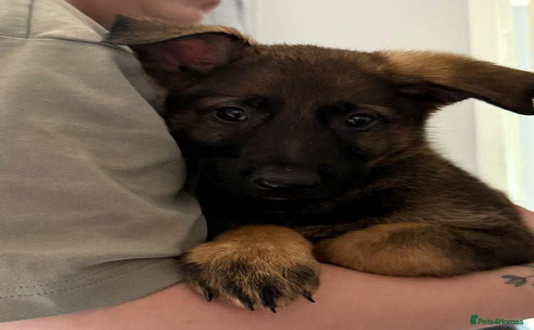 German Shepherd dogs in Winchester - Advert 15