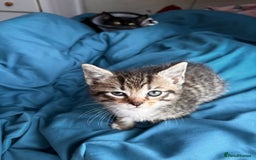 Mixed Breed cats for sale: Beautiful mixed breed blue eyes silver/grey tabby  - Image 6