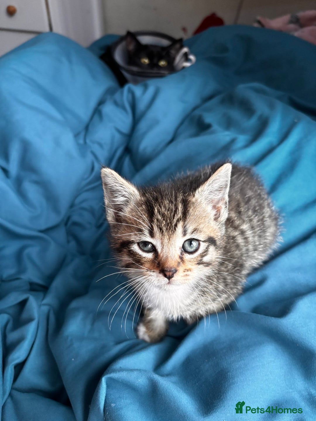 Mixed Breed cats for sale: Beautiful mixed breed blue eyes silver/grey tabby  - Image 6
