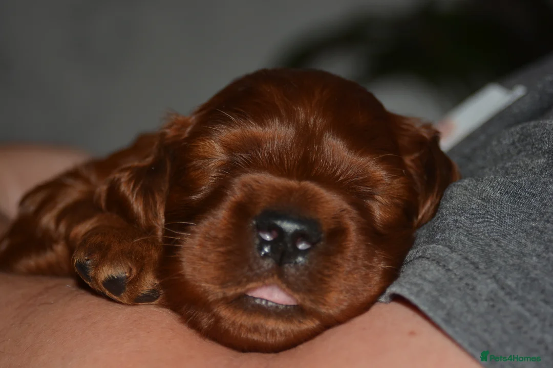 Irish Setter dogs for sale: Quality Irish setter puppies KC Registered - Advert 17