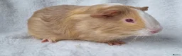 Guinea Pig rodents for sale: Bonded pair of boars - Advert 10