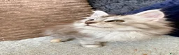 Maine Coon cats for sale: Two registered mainecoon kittens (1 poly)  - Advert 9