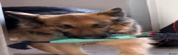 German Shepherd dogs for sale: German shepherd  in King's Lynn - Advert 1