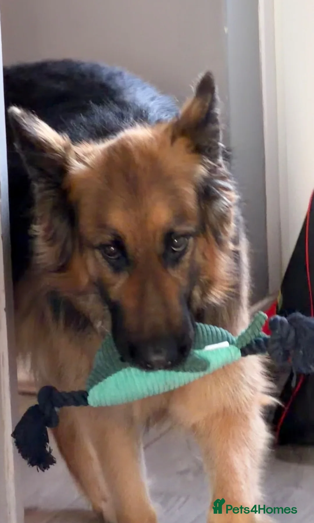 German Shepherd dogs for sale: German shepherd  in King's Lynn - Advert 1