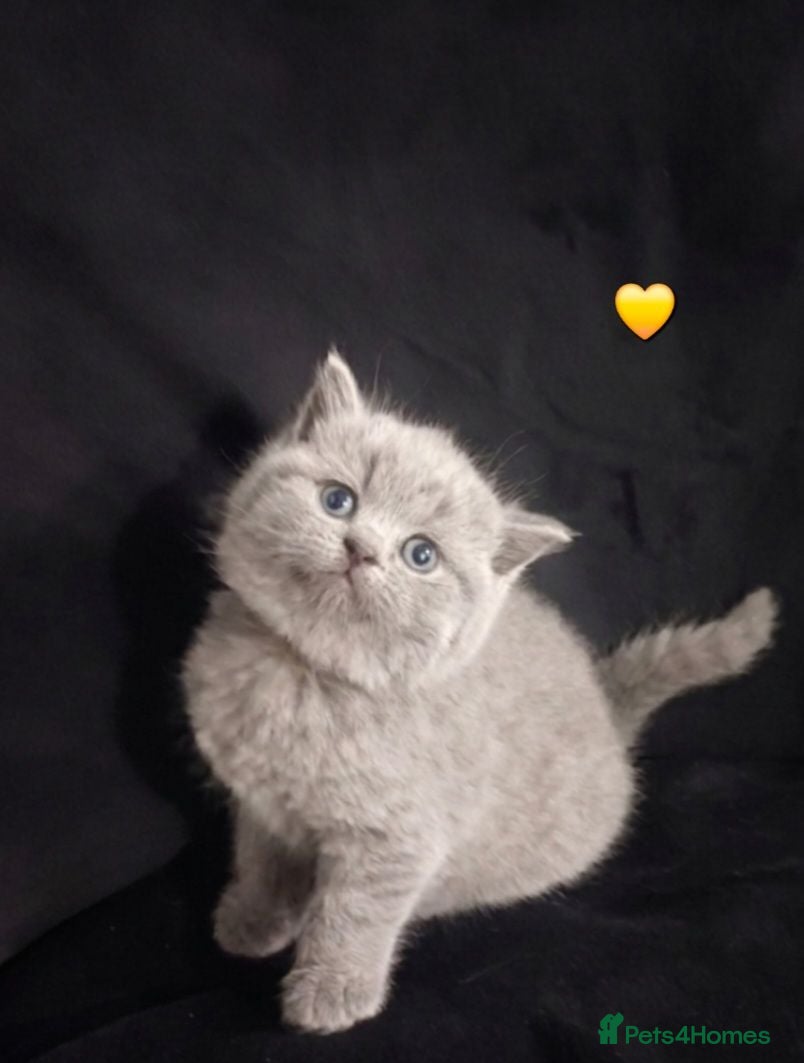 British Shorthair cats British Shorthair Kittens - Advert 2