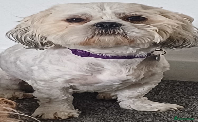 Shih Tzu dogs - Advert 4