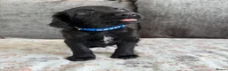 Mixed Breed dogs for sale: READY TO LEAVE NOW!  - Advert 27