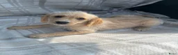Labradoodle dogs for sale: Labradoodle puppys - Advert 11