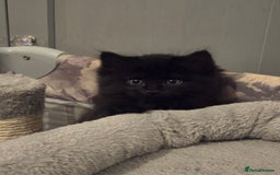 Ragdoll cats for sale: Fluffy kittens Ragdoll x - Image 3