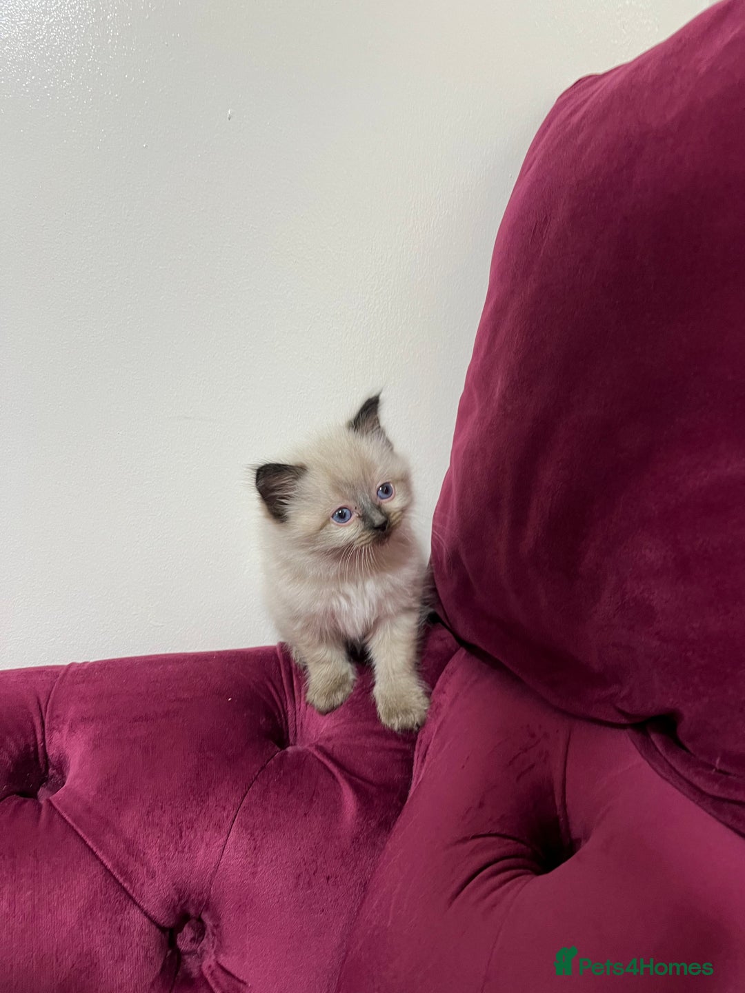 Ragdoll cats for sale: Beautiful Ragdoll Kittens Available  - Advert 11
