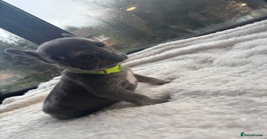 French Bulldog dogs - Advert 11