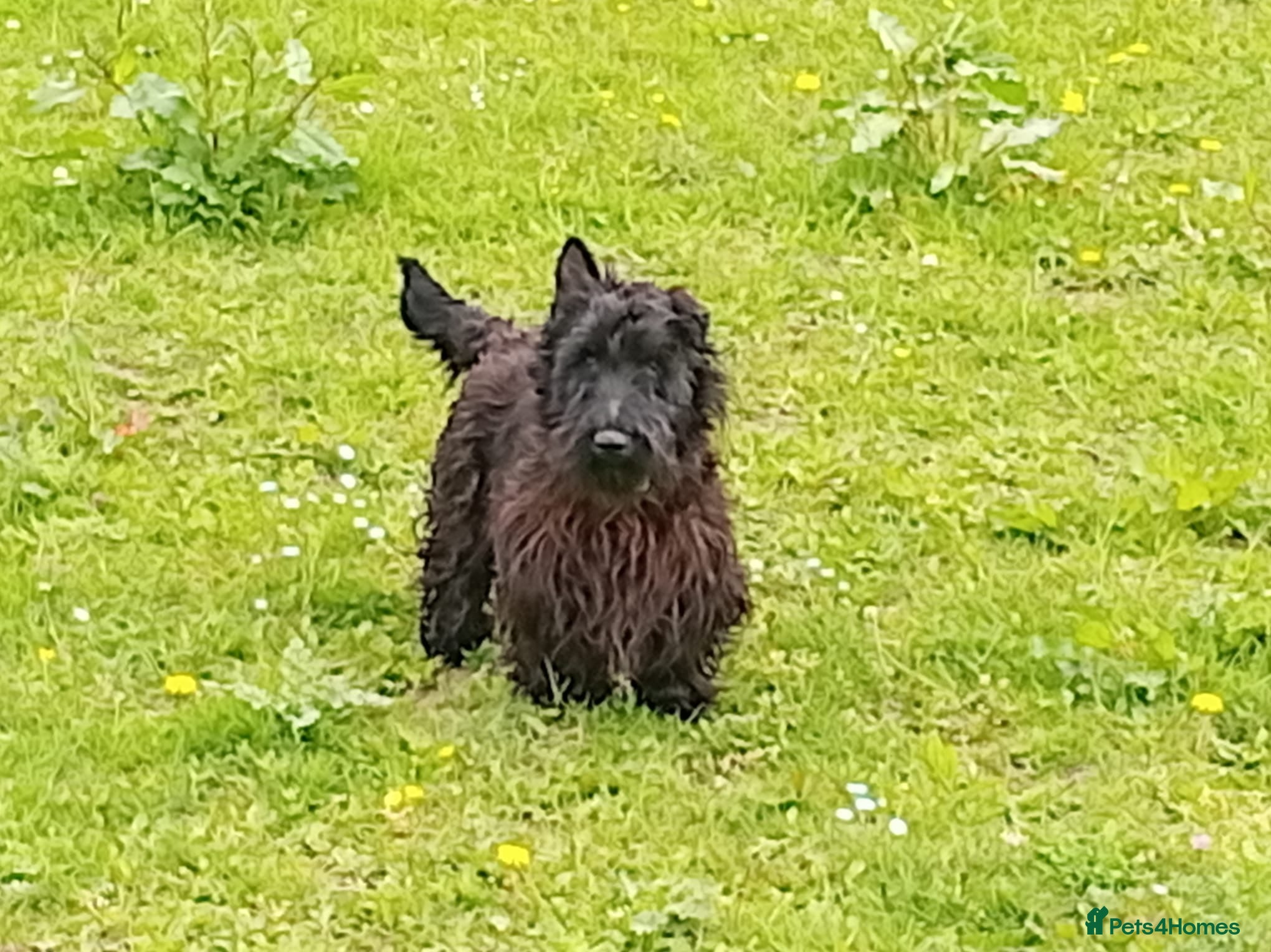 Scottish Terrier dogs Scottish Terrier For Stud  - Advert 1