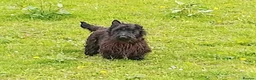 Scottish Terrier dogs for stud: Scottish Terrier For Stud  - Advert 1