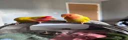 Lovebirds birds for sale: Peach faced Lovebird  in Birmingham - Advert 3