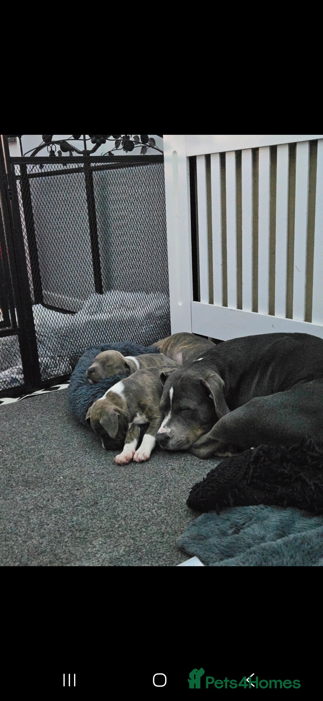 Staffordshire Bull Terrier dogs for sale: Staffy Puppies. Exceptional Temperament. - Advert 17