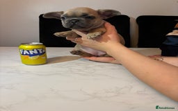 French Bulldog dogs for sale: French bulldog females  - Image 3